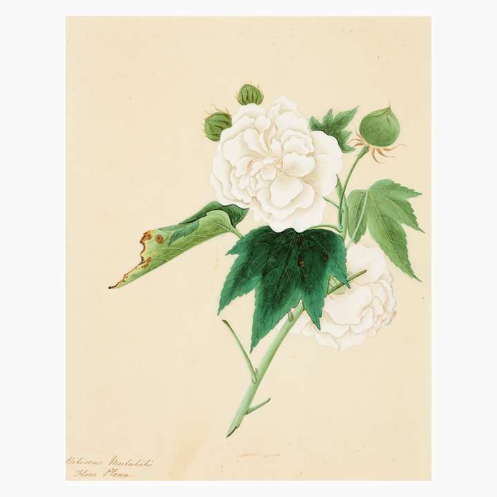 A Study of Cotton Rose (Hibiscus mutabilis)